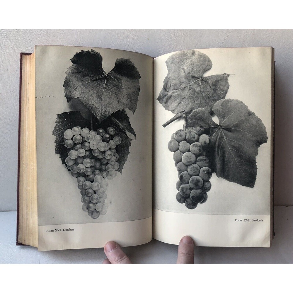 Vintage 1945 Grapes Wines Home Vineyards HC Book Photographs Viniculture Recipes